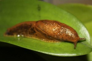 Hukum Membudidayakan dan Makan Lintah