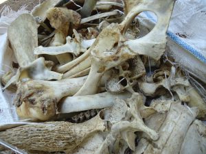 Hukum Obat-Ramuan Dari Bahan Tulang Hewan